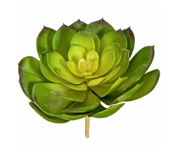 8 in. Width Green/Yellow Echeveria