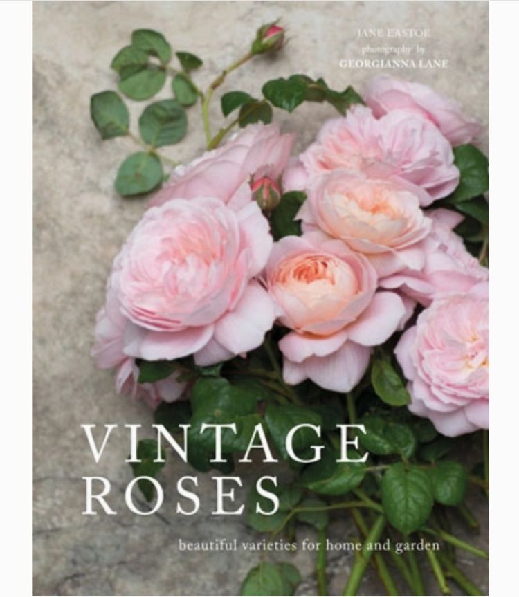Vintage Roses: Beautiful Varieties for Home & Garden