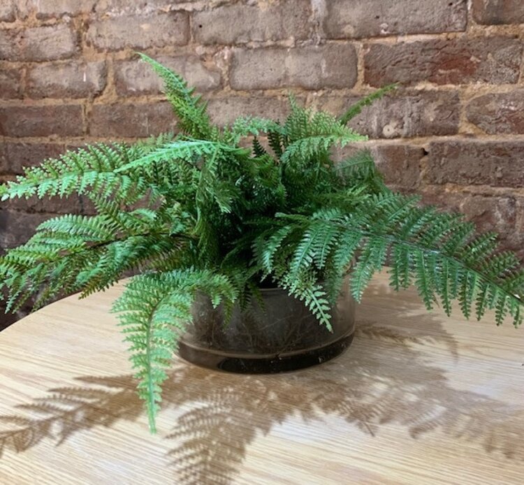Leather Fern in glass vase