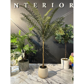 Jacaranda tree in pot