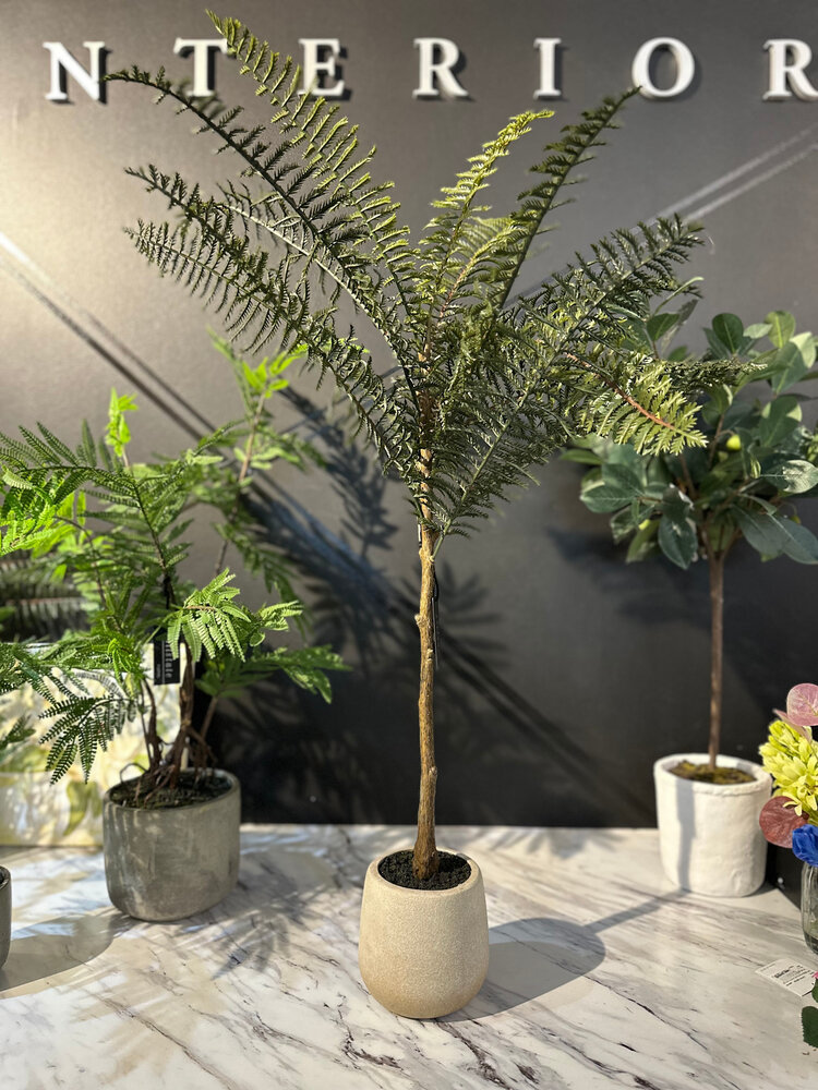 Jacaranda tree in pot