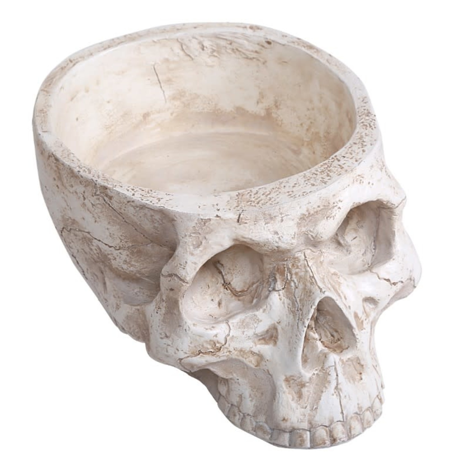 Large Skull Planter, Bone Finish