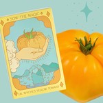 Tarot Seed Pack - Dr. Wyche's Yellow Tomato