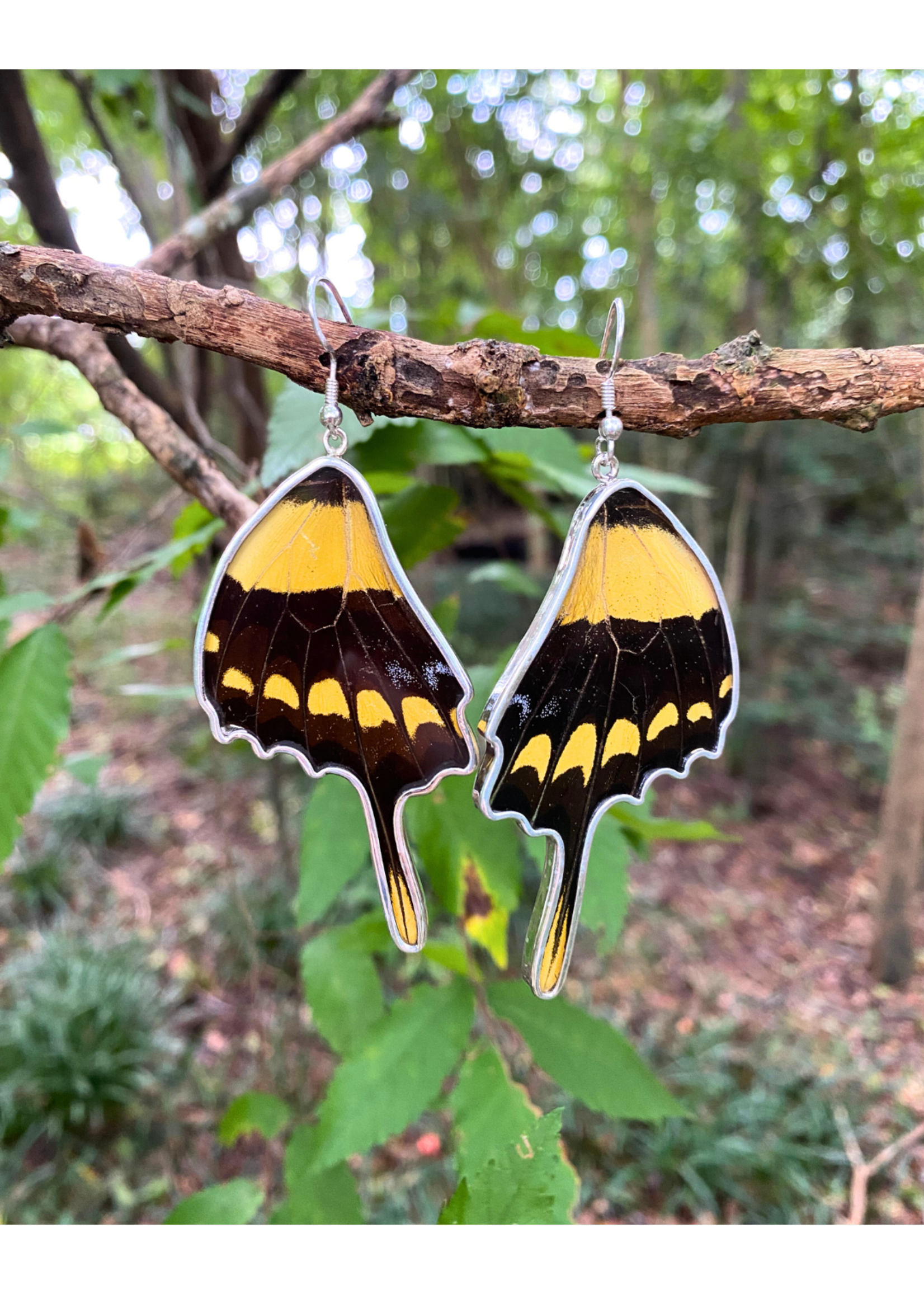 Sterling Silver King Swallowtail Butterfly Earrings