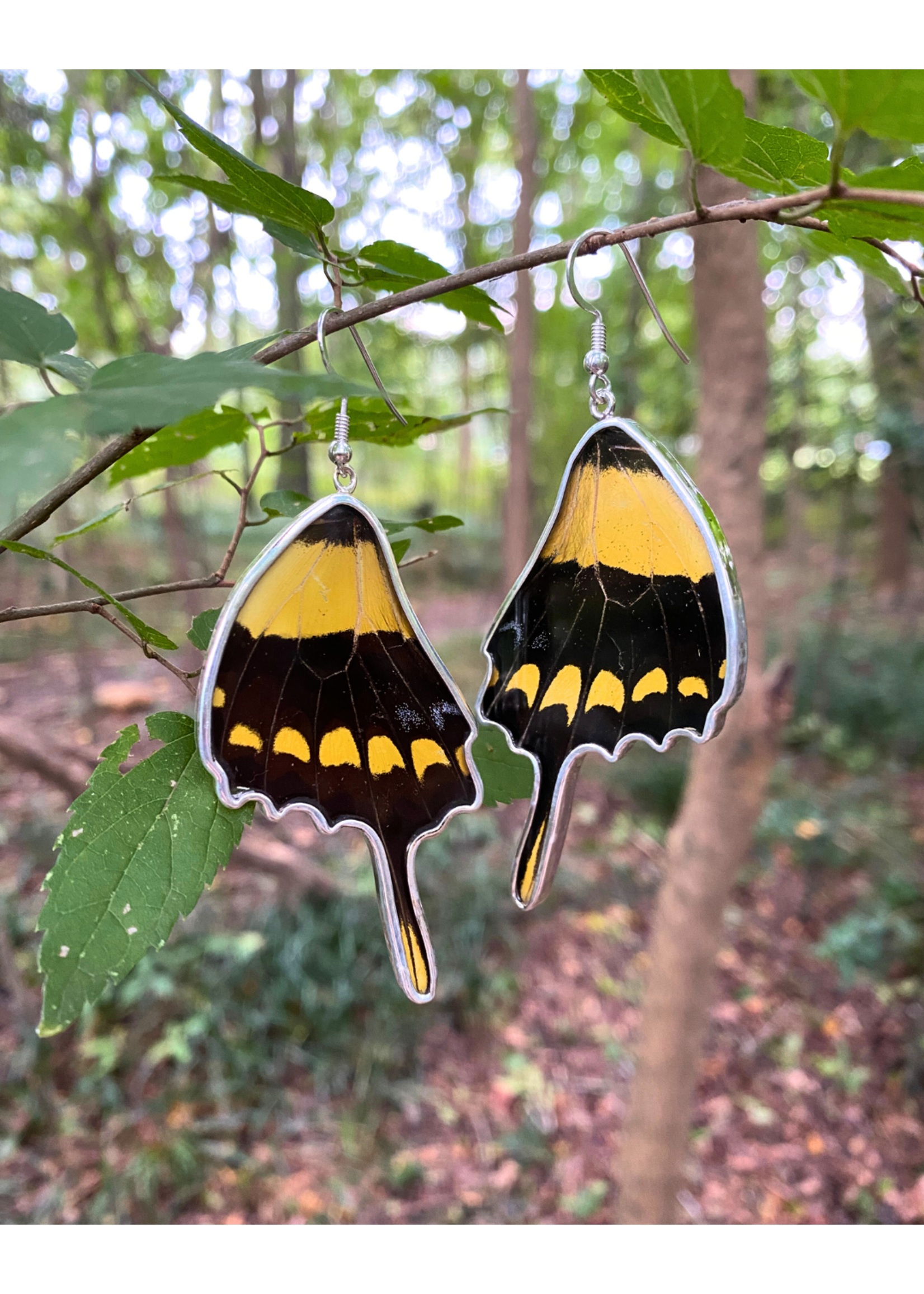Sterling Silver King Swallowtail Butterfly Earrings