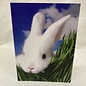 Easter Card White Rabbit