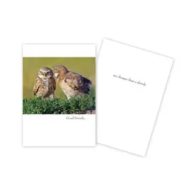 BIRTHDAY  CARD -  FUNNY OWLS