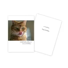 BIRTHDAY  CARD -  GINGER CAT