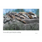BIRTHDAY CARD WILD HORSES