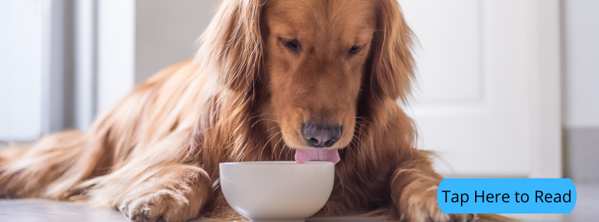The FDA, DCM and Why We've Taken a Closer Look at Dry Pet Food (Kibble)