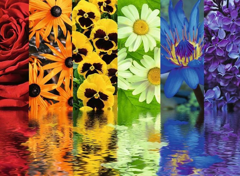Ravensburger Ravensburger Puzzle 500pc Floral Reflections