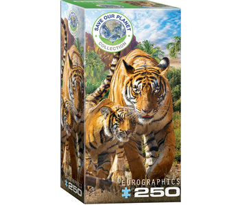 Eurographic Puzzle 250pc Tigers