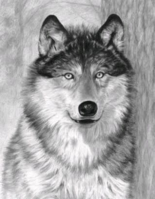 Sketching Made Easy Wolf Alpha