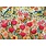 Cobble Hill Puzzles Cobble Hill Puzzle 500pc Shooting the Breeze