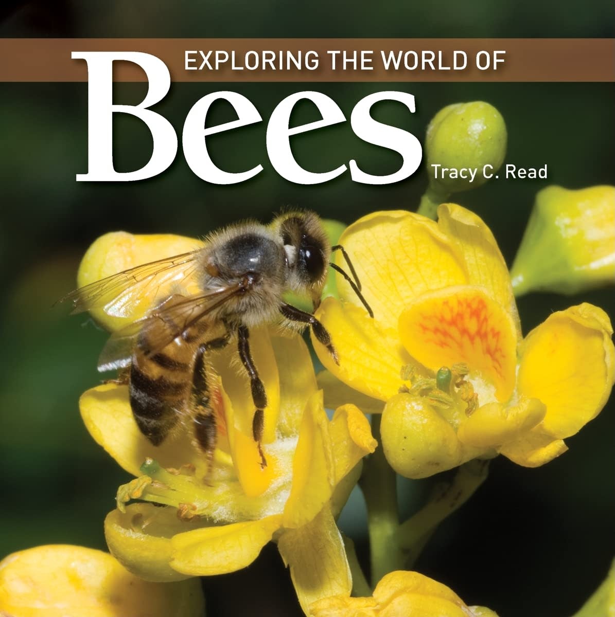 Firefly Books Exploring the World of Bees Book