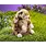 Folkmanis Folkmanis Puppet Silk Bunny Rabbit
