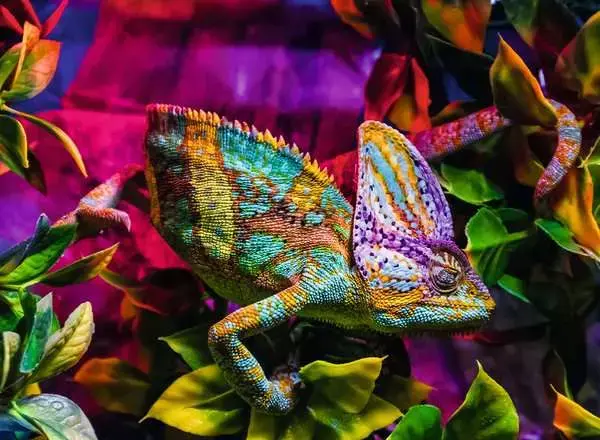 Ravensburger Ravensburger Puzzle 500pc Chameleon