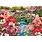 Cobble Hill Puzzles Cobble Hill Puzzle 1000pc Japanese Garden