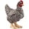 Schleich Schleich Farm World Rock Chicken