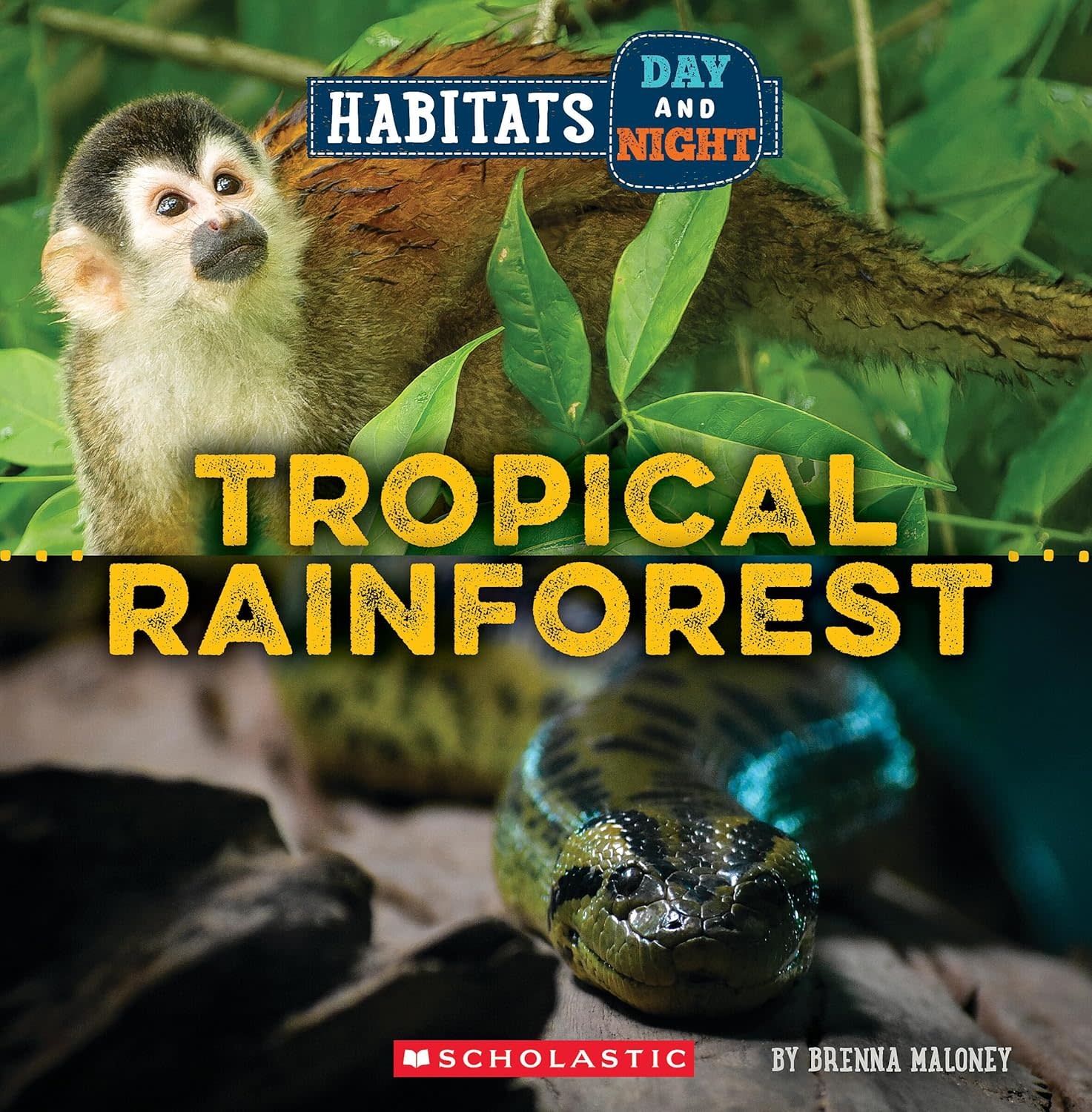 Habitats Day and Night: Tropical Rainforest