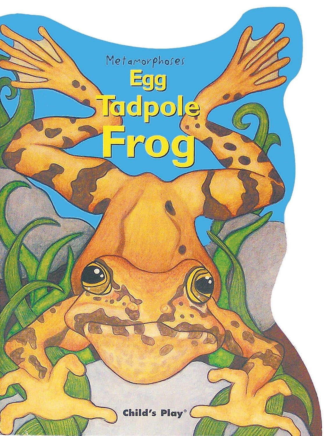 Metamorphoses Egg Tadpole Frog Book