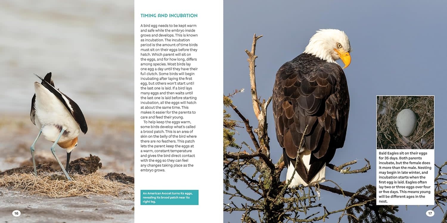 Bird Eggs Book: A Young Naturalist's Guide