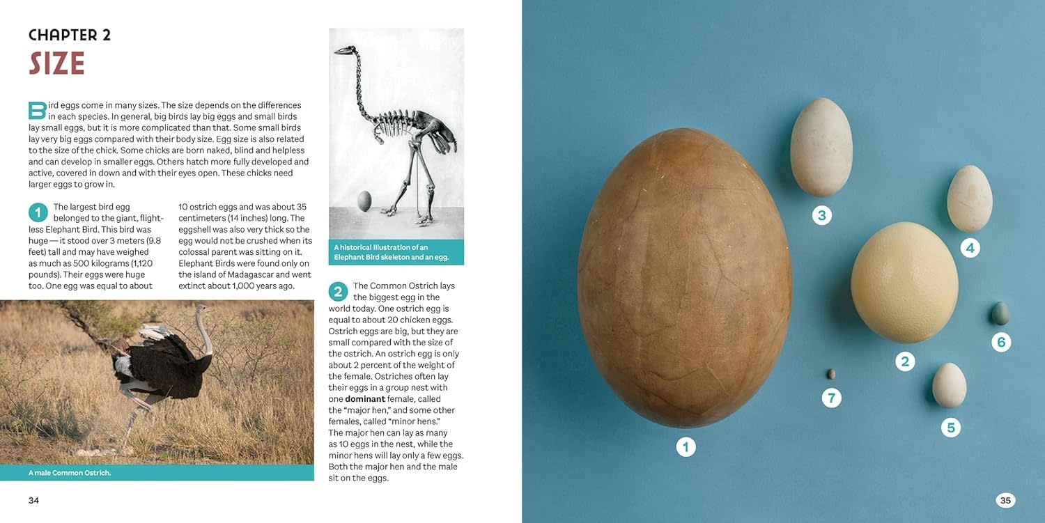 Bird Eggs Book: A Young Naturalist's Guide