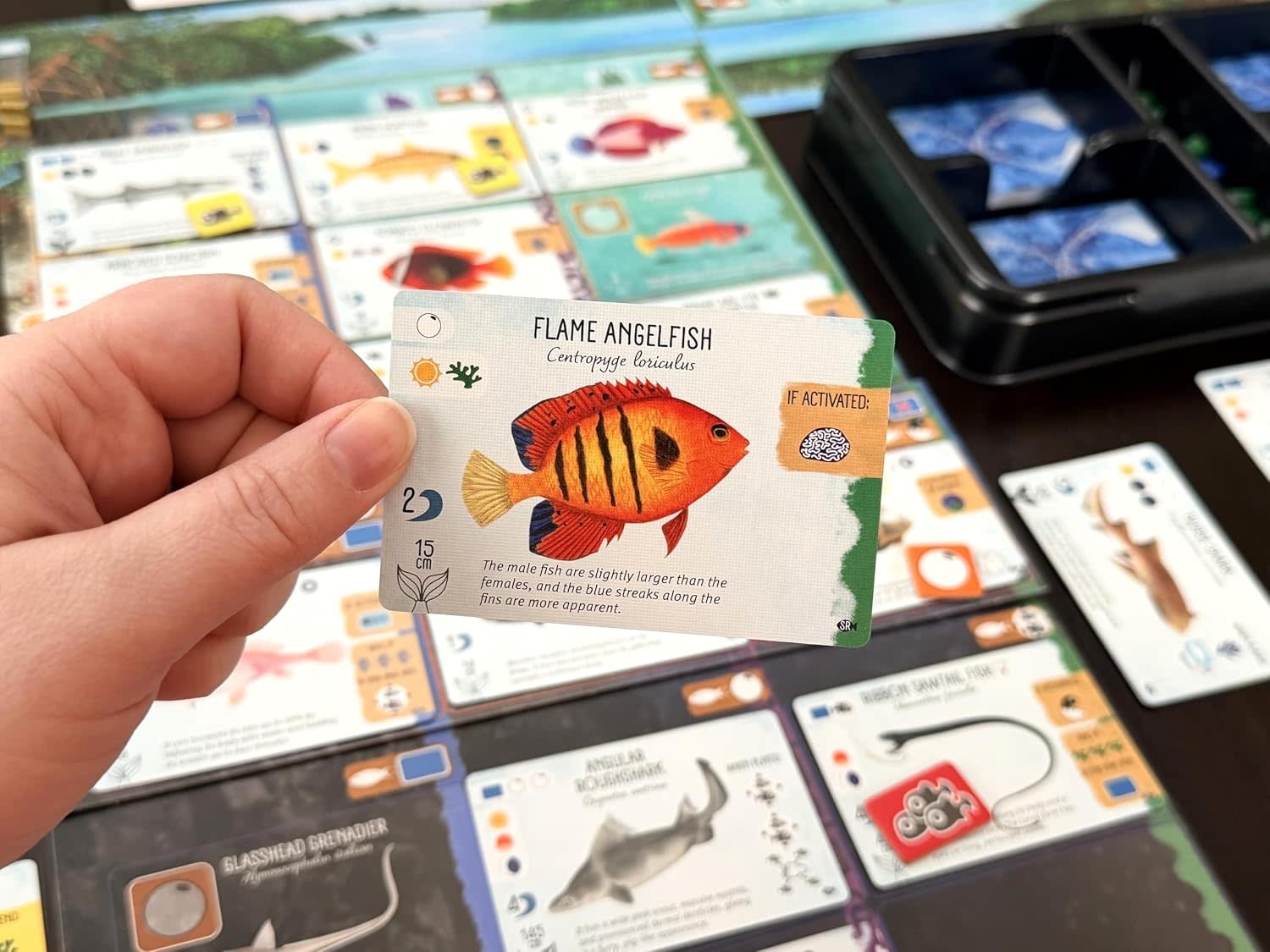 Finspan: Sharks & Reefs Expansion Game