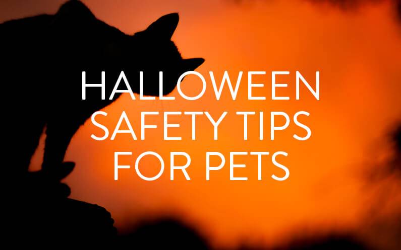 Five Tips To Keep Your Pet Safe This Halloween