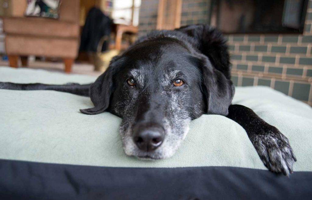 5 Tips for Pets Suffering from Joint Pain and Arthritis