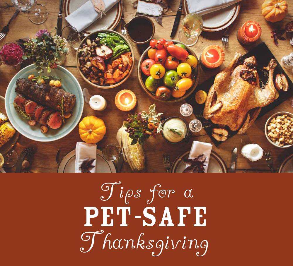 Tips for a Pet-Safe Thanksgiving
