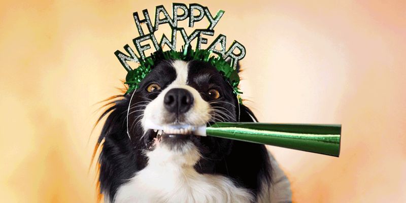 New Year's Resolutions: Pet Edition!