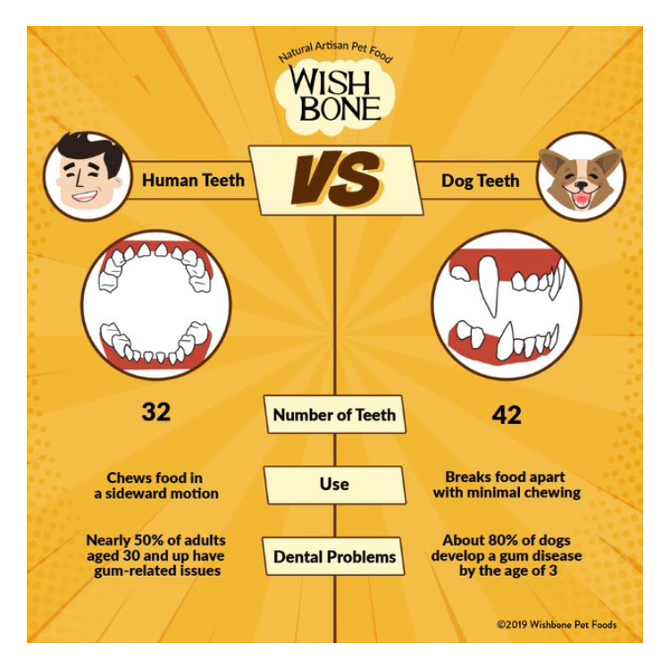 Human Teeth VS Dog Teeth