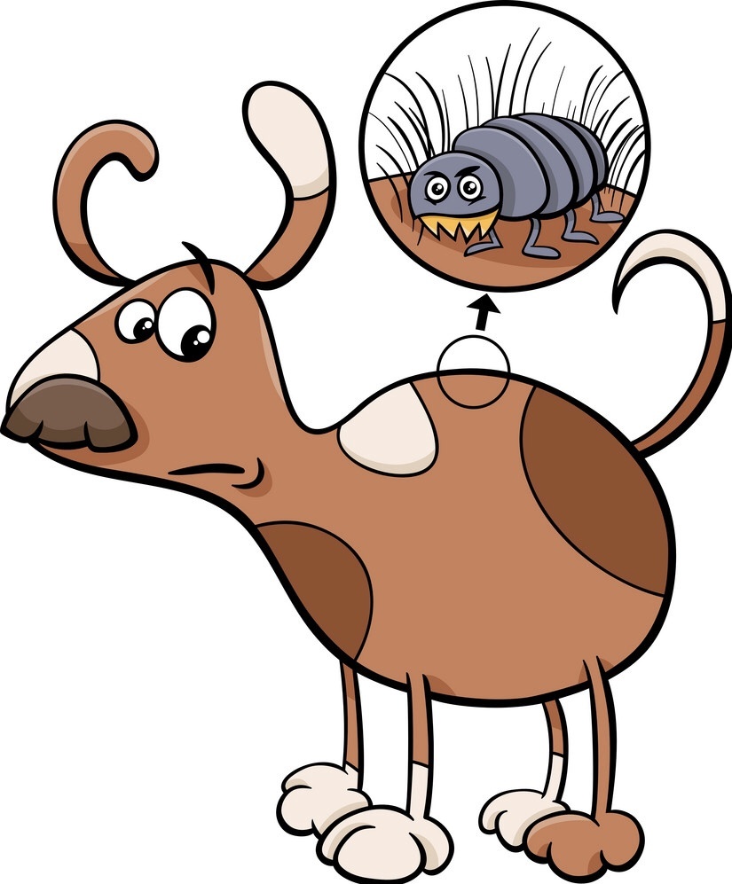 Fleas in Washington State; Get the jump on them before they get the jump on you!