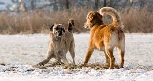 Tail wagging, Friend or Foe?
