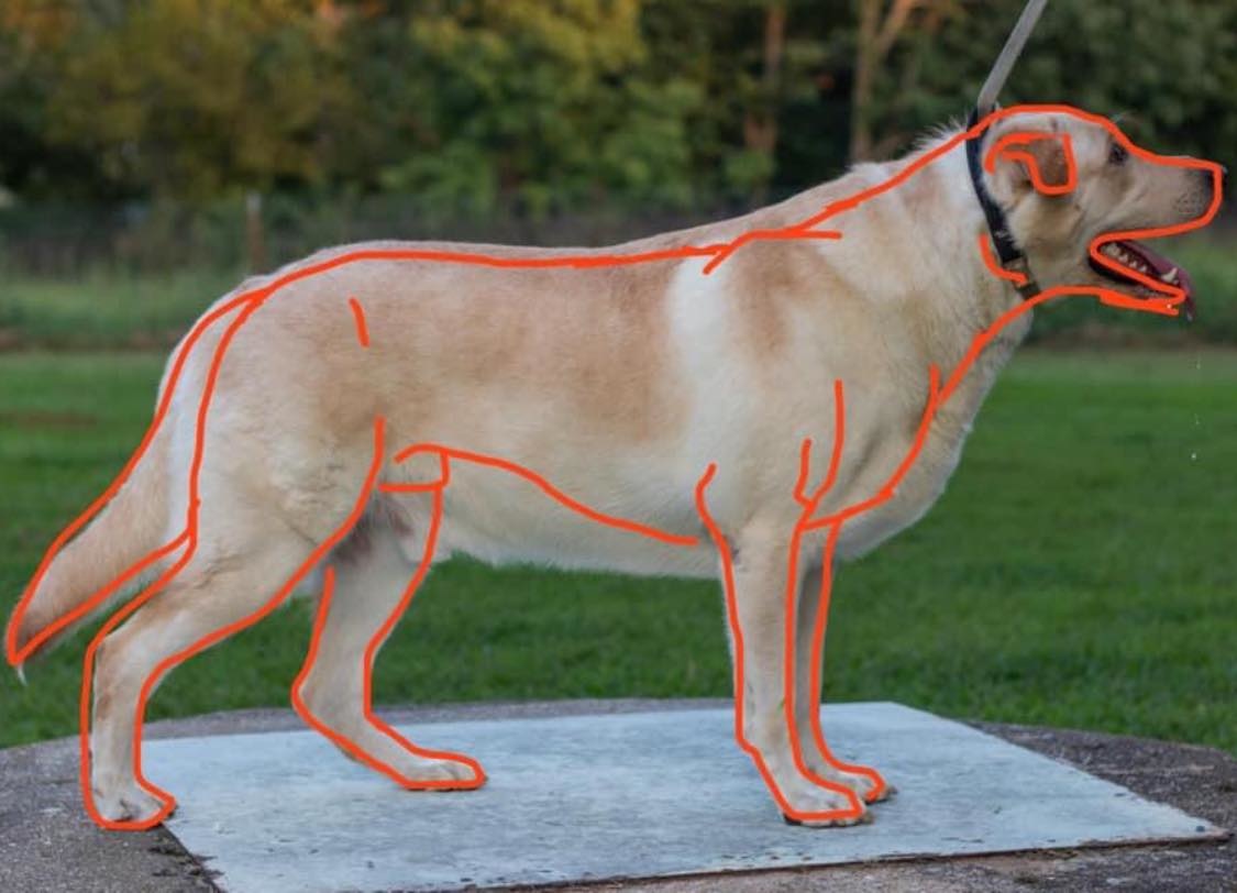 Pet Obesity