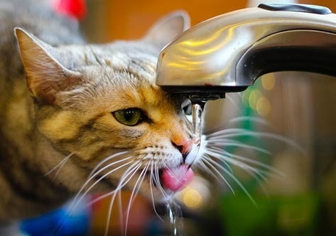 Your cat will want you to read this...