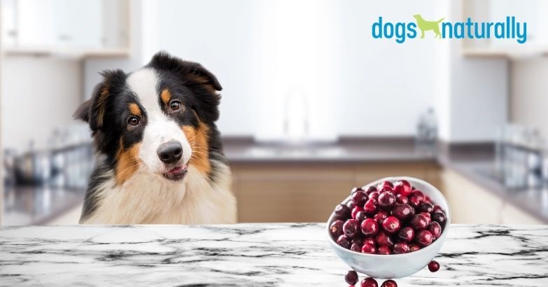 6 Ways CRANBERRIES help your dog