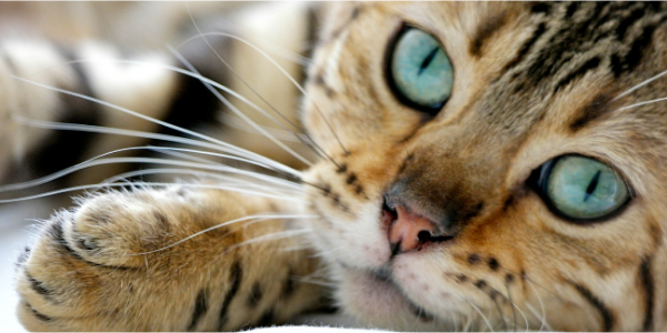Tips for Moving to a New Home With a Cat