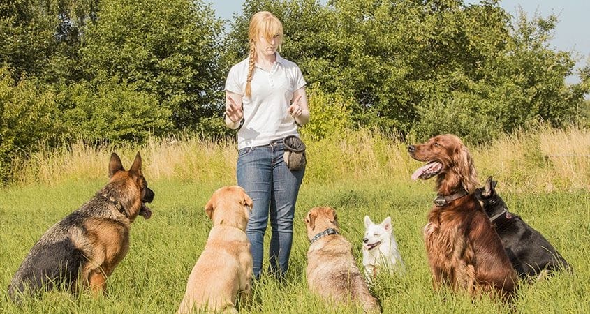 January is National Train Your Dog Month