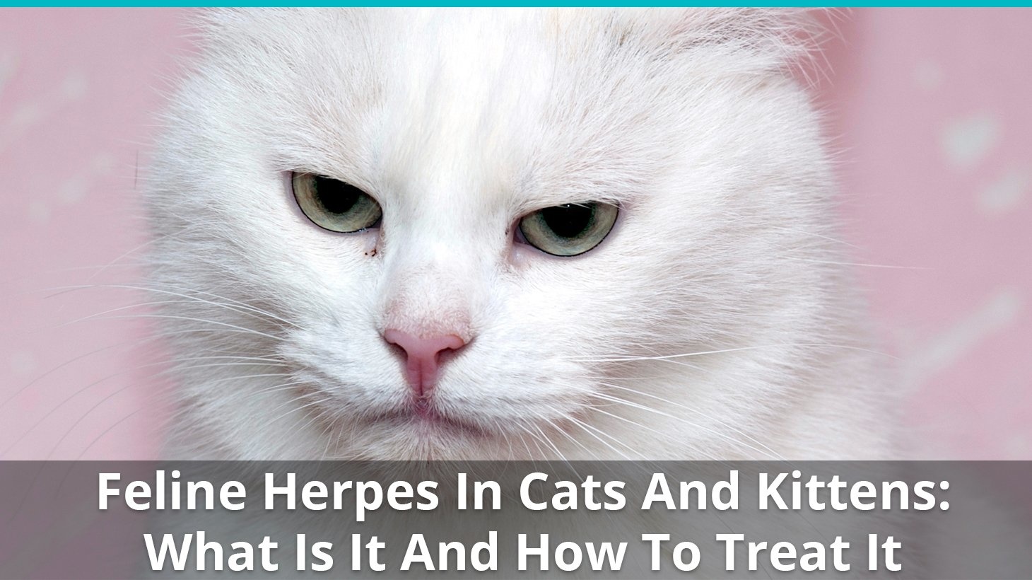 Herpesvirus Infection in Cats (Feline Viral Rhinotracheitis)