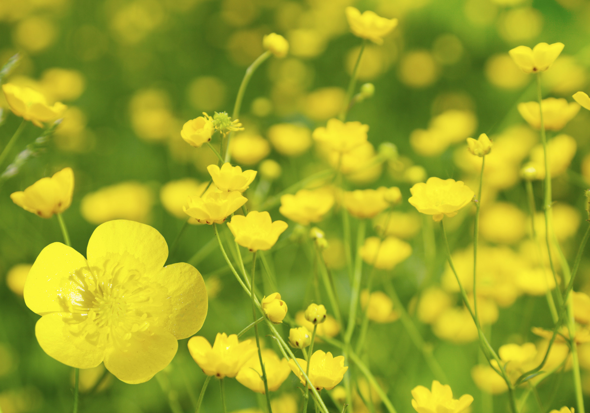 Problem Plants in your yard. Spring Allergies: The Buttercup