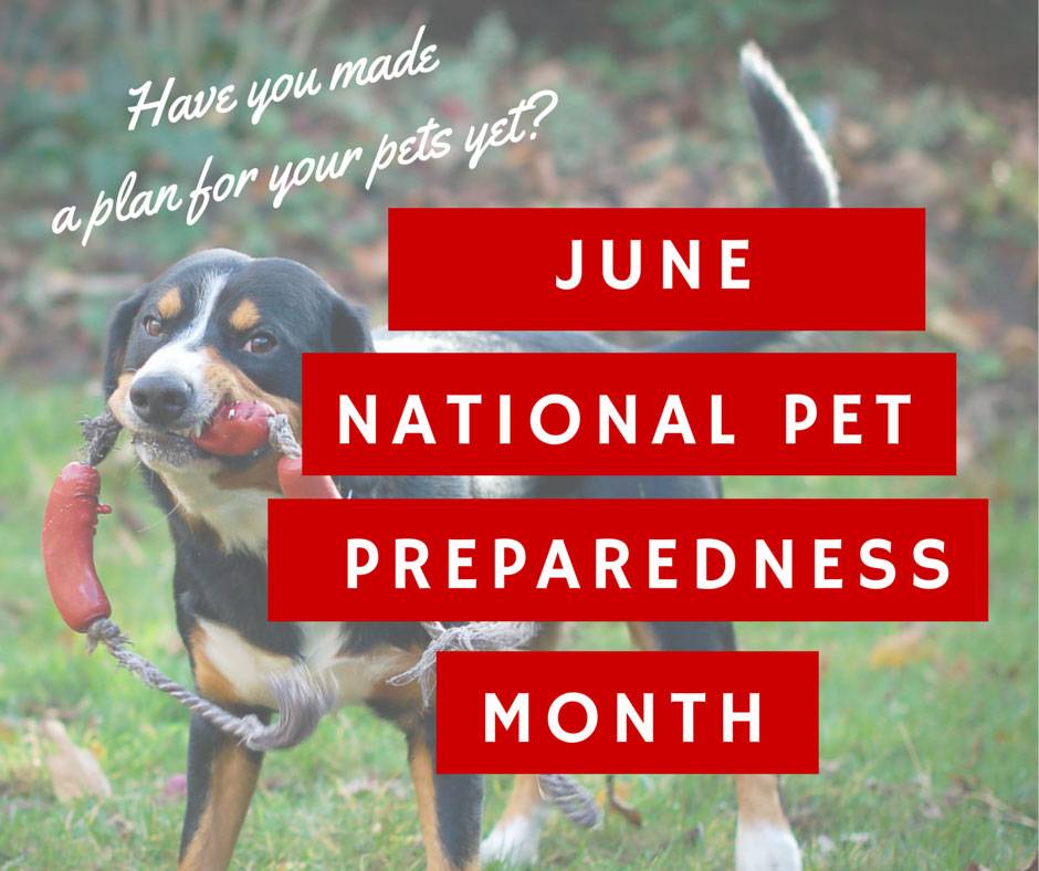 Sam's Chats and Blogs - June is National Pet Preparedness Month