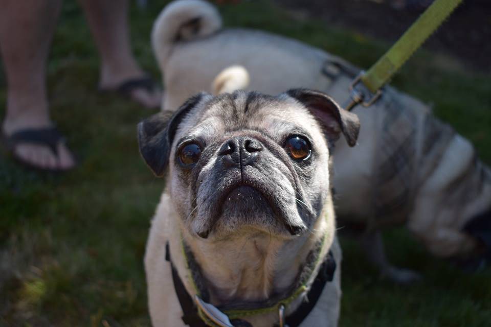 Pug Party... AGAIN!