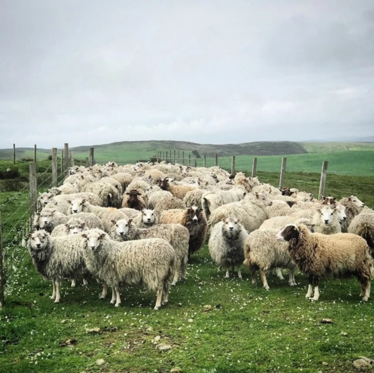 Shetland Wool Adventures Shetland Wool Adventures Journal, Volume 02