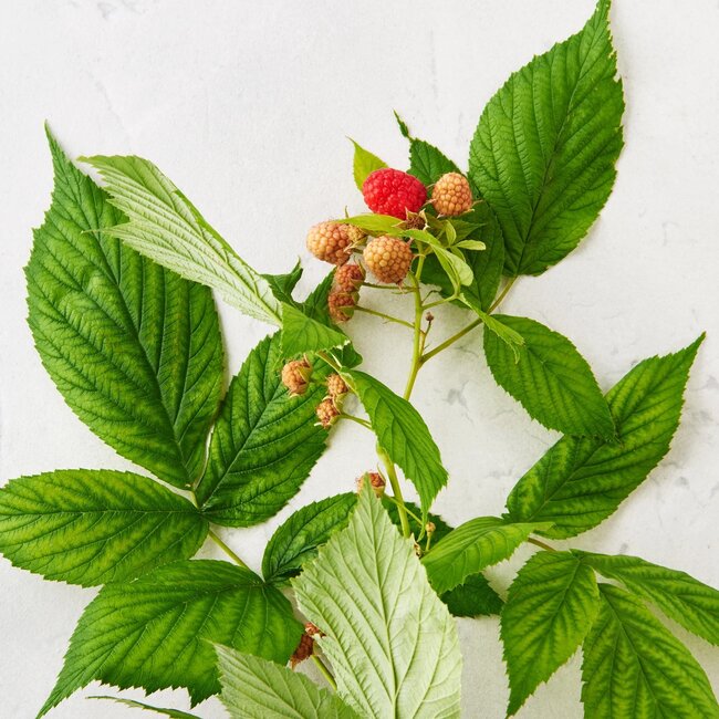 Mom-To-Be Tea, with Organic Raspberry & Nettle Leaf