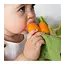 Oli & Carol Cathy the Carrot Doudou Teether