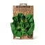Oli & Carol Mini Doudou Teether- The Kale