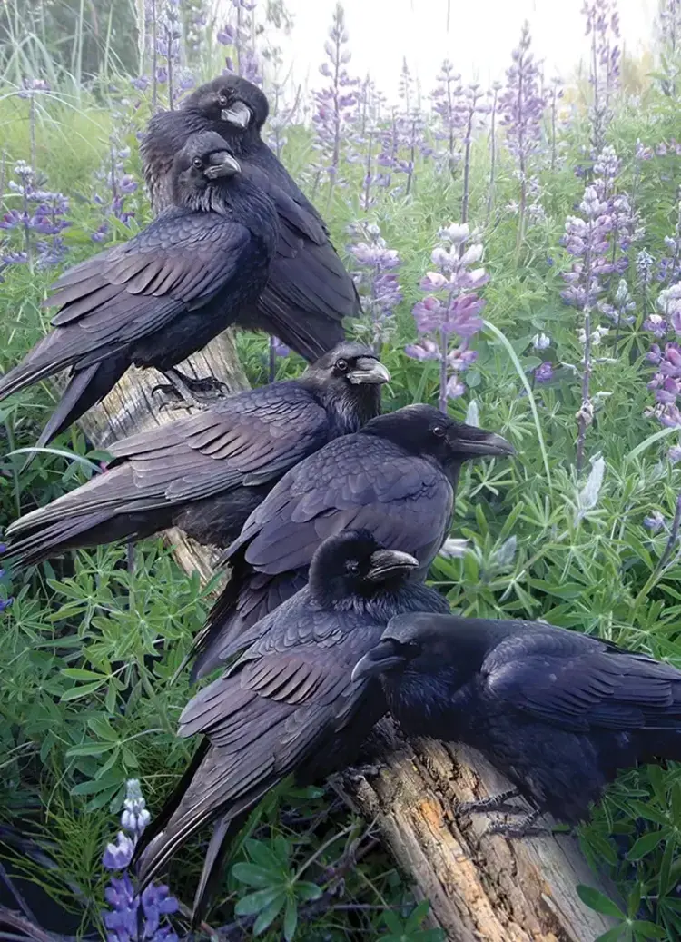 Cobble Hill Raven Rendezvous puzzle (1000pcs)