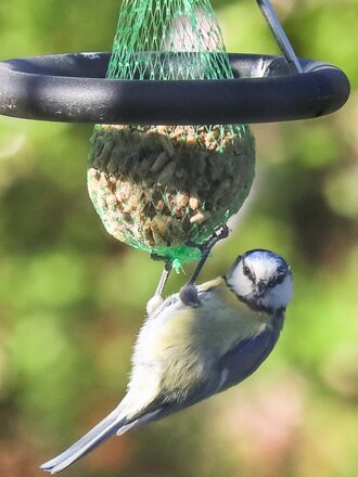 BORN IN SWEDEN · Porte boule de graisse pour oiseaux